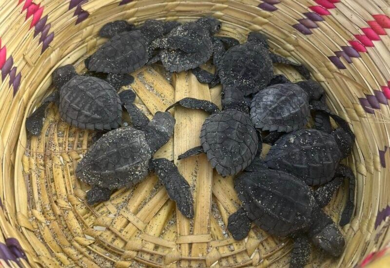 https://globaleducationministries.org/wp-content/uploads/2025/03/Turtles-e1741124806960.jpeg